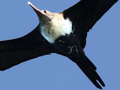 (Great Frigatebird) juvenile hovering (Great Frigatebird) juvenile hovering
