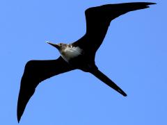 (Great Frigatebird) juvenile soaring (Great Frigatebird) juvenile soaring