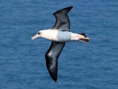 (Laysan Albatross) glides (Laysan Albatross) glides