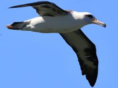 (Laysan Albatross) soaring (Laysan Albatross) soaring