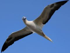 (Red-footed Booby) drifting ventral (Red-footed Booby) drifting ventral