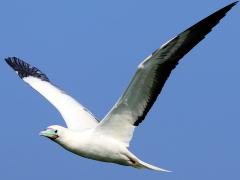 (Red-footed Booby) flapping gullwing (Red-footed Booby) flapping gullwing
