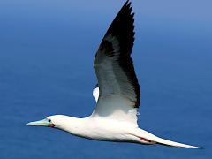 (Red-footed Booby) flapping upstroke (Red-footed Booby) flapping upstroke