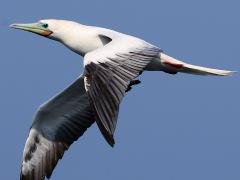 (Red-footed Booby) flying downstroke (Red-footed Booby) flying downstroke
