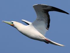 (Red-footed Booby) flying upstroke (Red-footed Booby) flying upstroke