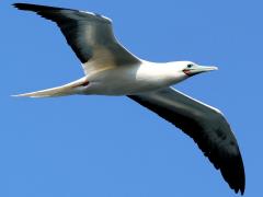 (Red-footed Booby) gliding frontal (Red-footed Booby) gliding frontal