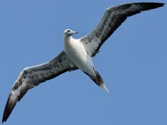 (Red-footed Booby) hovering ventral (Red-footed Booby) hovering ventral
