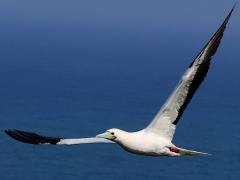 (Red-footed Booby) swooping frontal (Red-footed Booby) swooping frontal