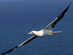 (Red-footed Booby) swooping lateral (Red-footed Booby) swooping lateral