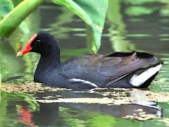 (Hawaiian Gallinule) swimming (Hawaiian Gallinule) swimming