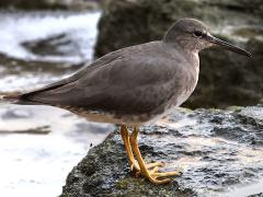 (Wandering Tattler) standing (Wandering Tattler) standing