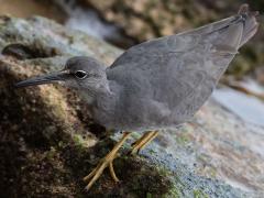 (Wandering Tattler) walking (Wandering Tattler) walking