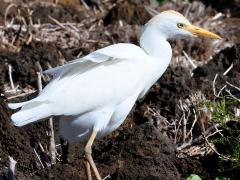 (Western Cattle Egret) standing (Western Cattle Egret) standing