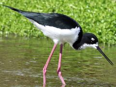(Hawaiian Stilt) forages (Hawaiian Stilt) forages