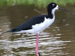 (Hawaiian Stilt) standing (Hawaiian Stilt) standing