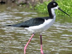 (Hawaiian Stilt) walking (Hawaiian Stilt) walking