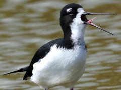(Hawaiian Stilt) yawning (Hawaiian Stilt) yawning