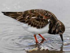 (Ruddy Turnstone) feeding (Ruddy Turnstone) feeding