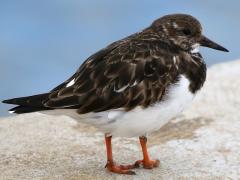 (Ruddy Turnstone) standing (Ruddy Turnstone) standing