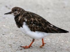 (Ruddy Turnstone) walking (Ruddy Turnstone) walking