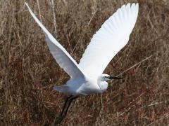 (Little Egret) flight (Little Egret) flight