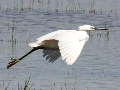 (Little Egret) lift off (Little Egret) lift off