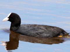 (Eurasian Coot) swimming (Eurasian Coot) swimming