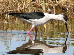 (Black-winged Stilt) feeding (Black-winged Stilt) feeding