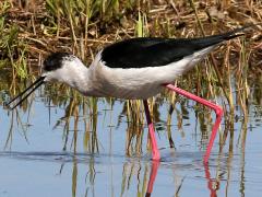 (Black-winged Stilt) walking (Black-winged Stilt) walking
