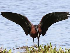 (Glossy Ibis) flaps (Glossy Ibis) flaps