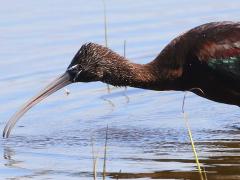 (Glossy Ibis) foraging (Glossy Ibis) foraging