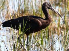 (Glossy Ibis) walking (Glossy Ibis) walking