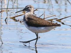 (Green Sandpiper) wading (Green Sandpiper) wading