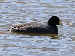 (Andean Coot) swimming (Andean Coot) swimming