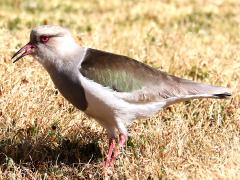 (Andean Lapwing) eating (Andean Lapwing) eating