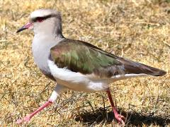 (Andean Lapwing) running (Andean Lapwing) running
