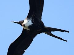 (Magnificent Frigatebird) female head (Magnificent Frigatebird) female head