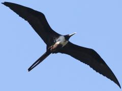 (Magnificent Frigatebird) female soars (Magnificent Frigatebird) female soars