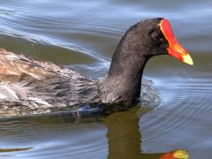(Common Gallinule) head (Common Gallinule) head