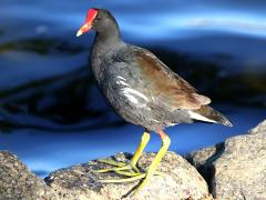 (Common Gallinule) standing (Common Gallinule) standing