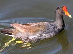 (Common Gallinule) swimming (Common Gallinule) swimming