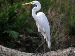 (Great Egret) standing (Great Egret) standing