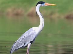 (Cocoi Heron) standing (Cocoi Heron) standing