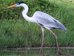 (Cocoi Heron) walking (Cocoi Heron) walking