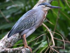 (Striated Heron) perching (Striated Heron) perching