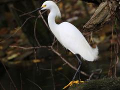(Snowy Egret) standing (Snowy Egret) standing