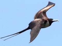 (Magnificent Frigatebird) female hovering (Magnificent Frigatebird) female hovering