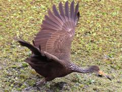 (Limpkin) takes off (Limpkin) takes off