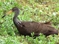 (Limpkin) wading (Limpkin) wading