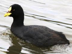 (Red-gartered Coot) swimming (Red-gartered Coot) swimming